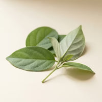 Gymnema Sylvestre